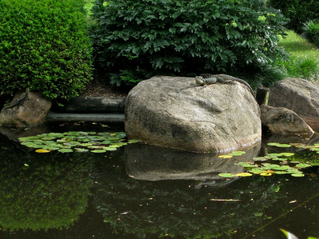 Lizards