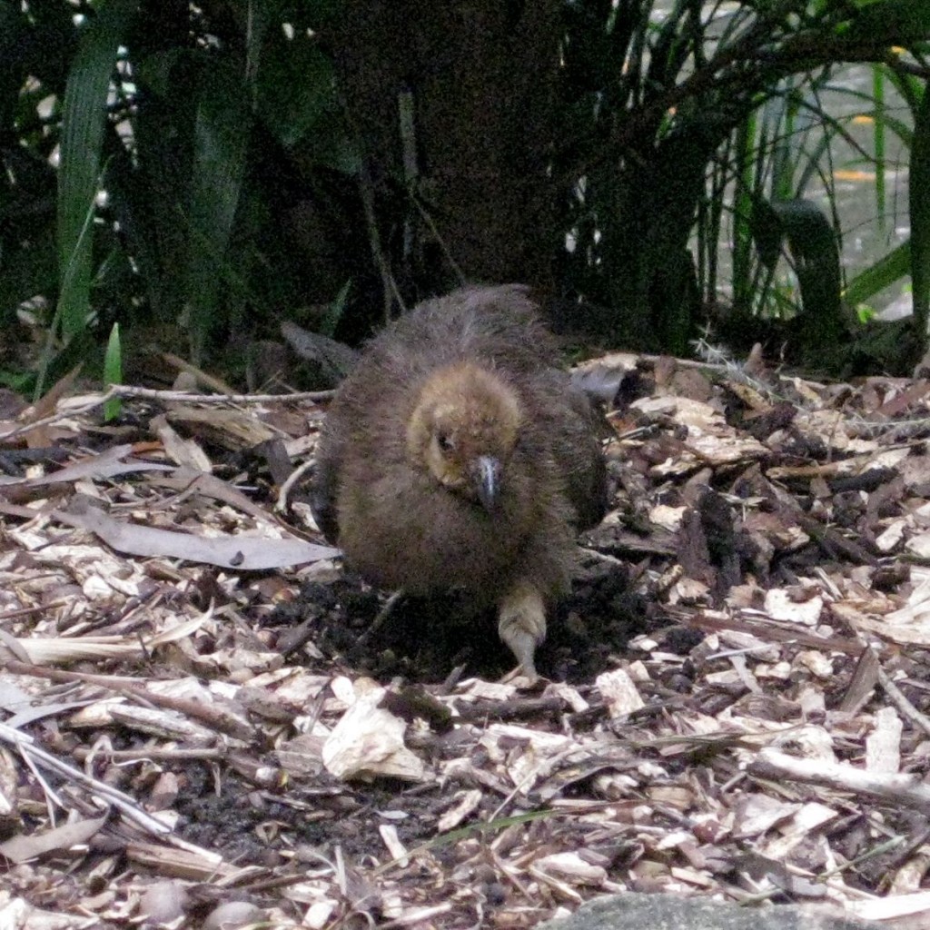 Young Bird