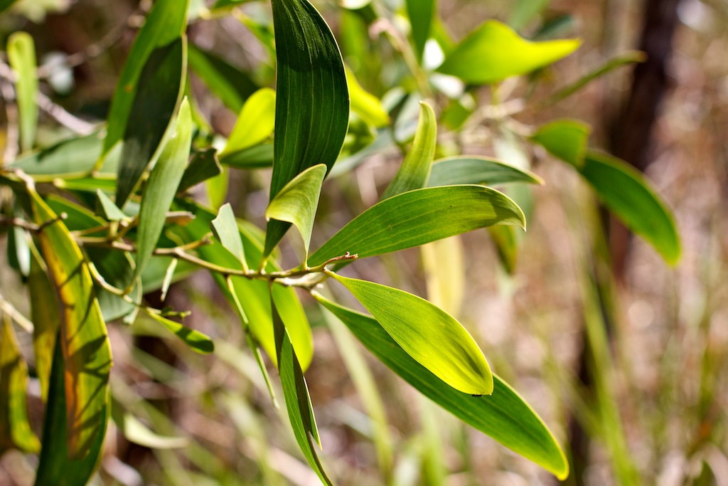 Green Leaves