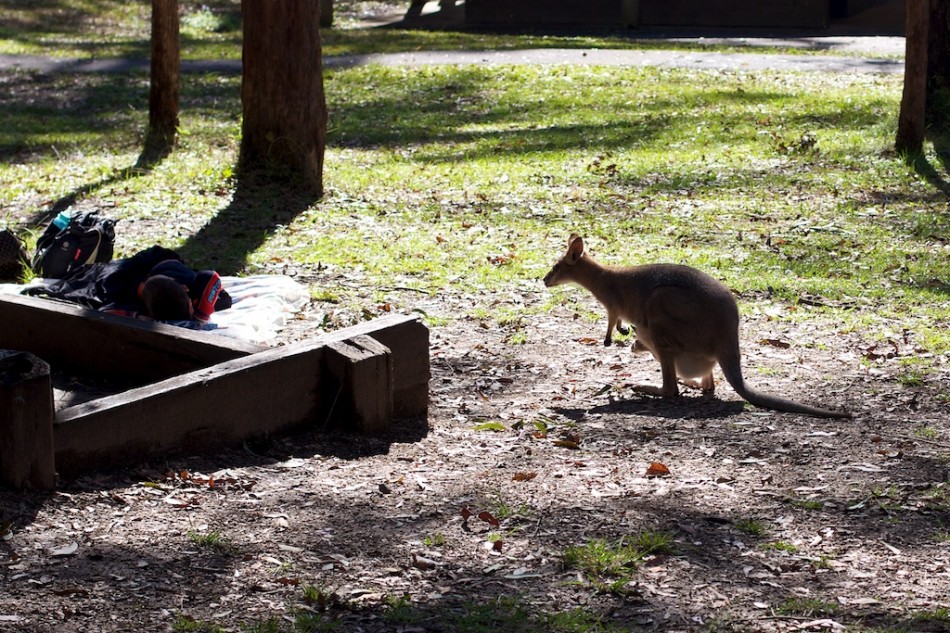 Hungry Kangaroo