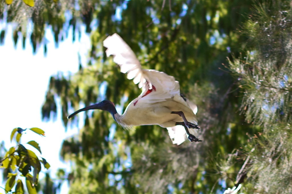 Ibis in Flight