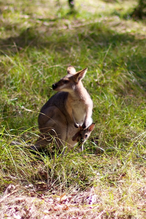 Kangaroo with Joey