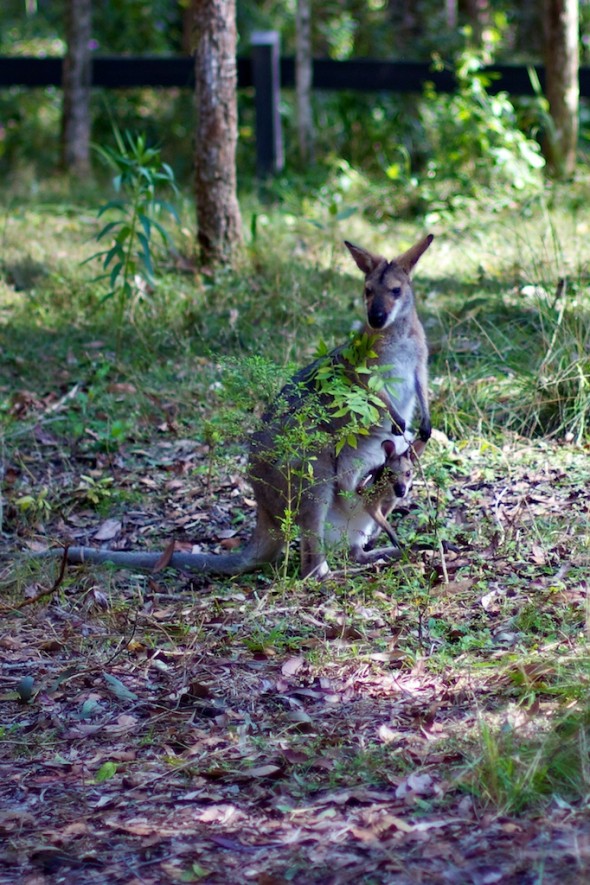 Kangaroo with Joey