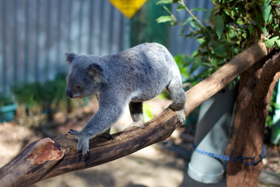 Koala on the Move