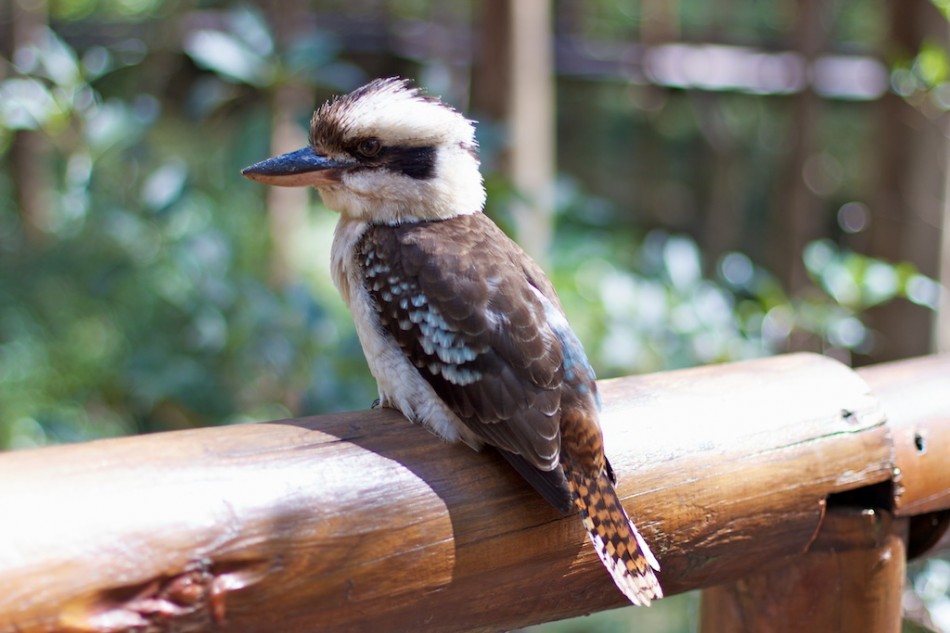 Kookaburra