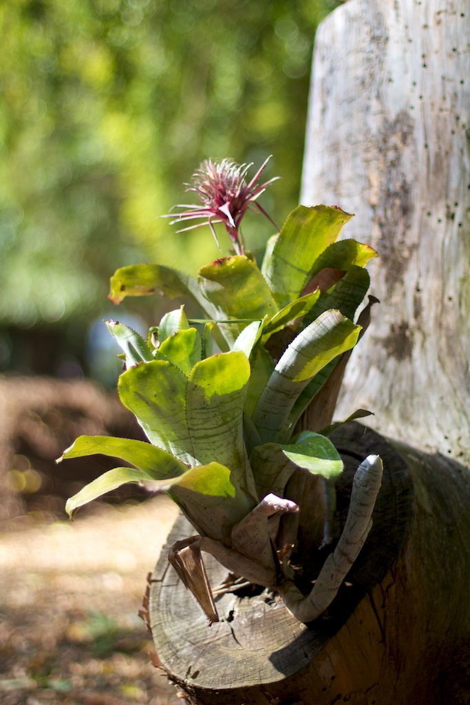 A flower in tree stump