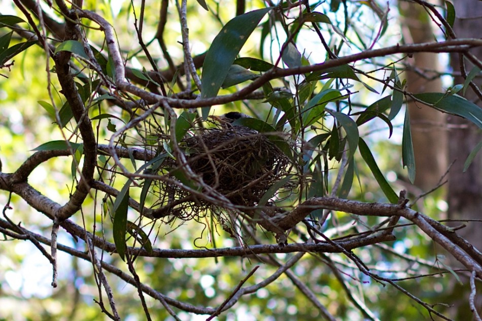 Noisy Miner on Nest