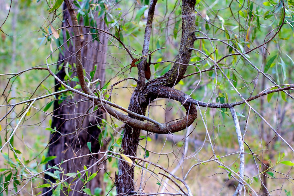 Oddly-formed tree