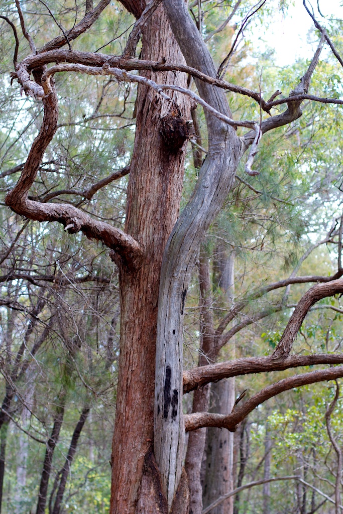 tree in a tree