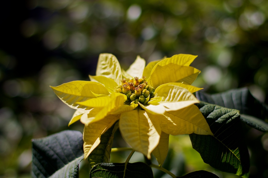 Yellow Flower