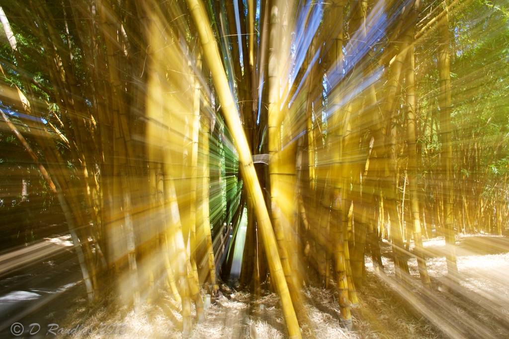 golden bamboo