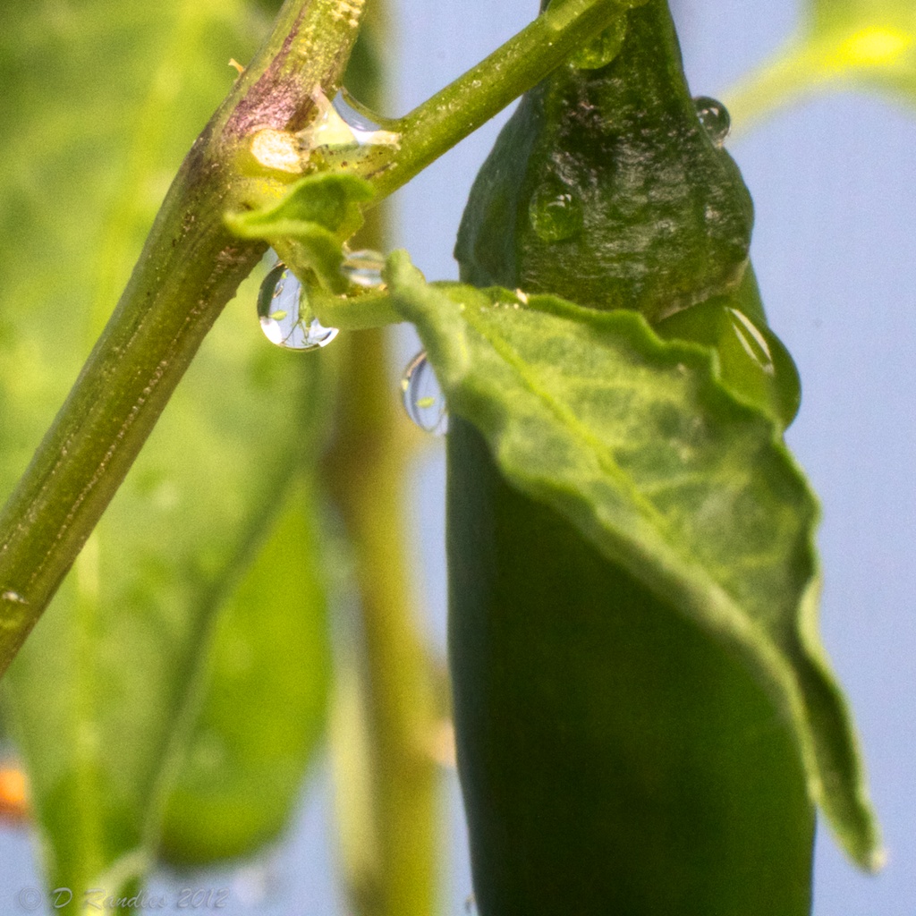 Reflected Chilli