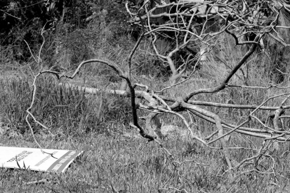 Fallen Tree Branch