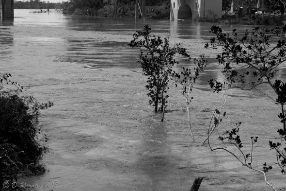 Flooded River Bank