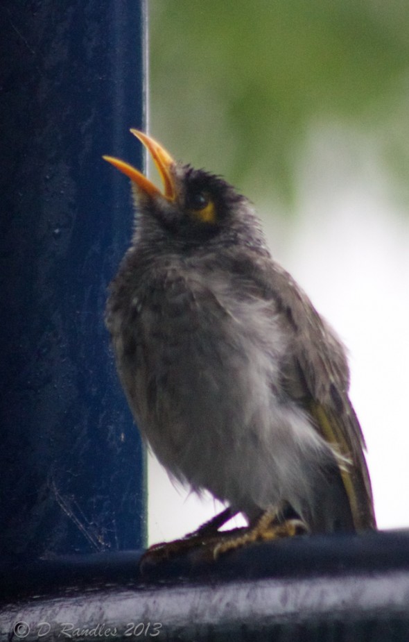 Noisy Miner 001