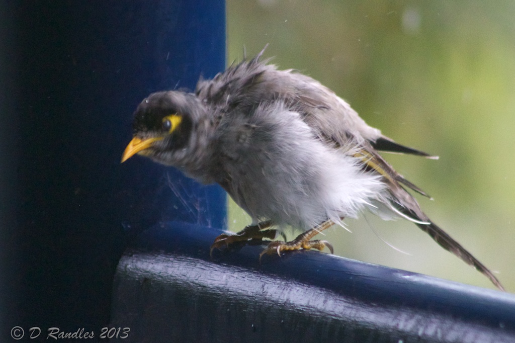 Noisy Miner 002