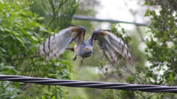 Pacific Baza