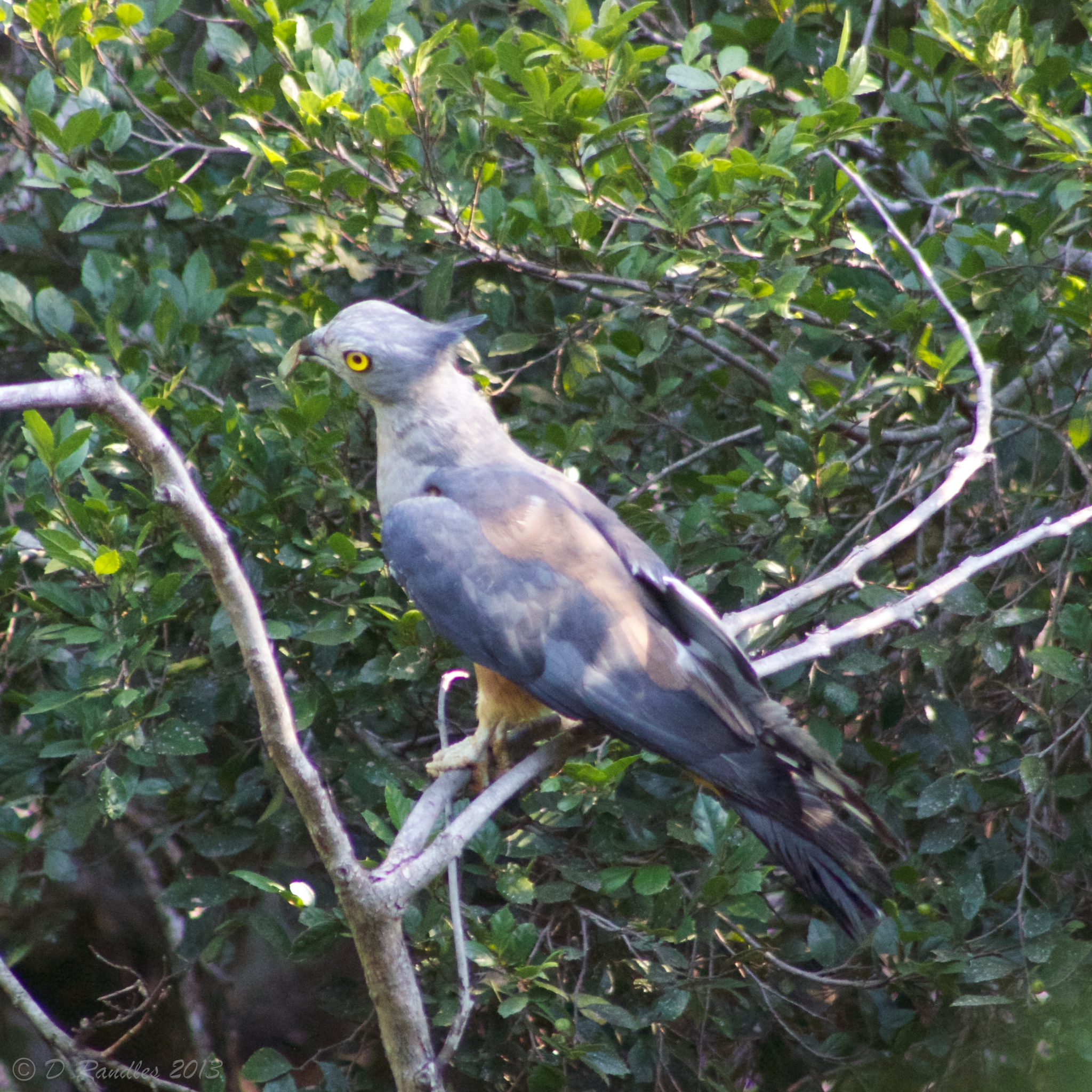 Pacific Baza