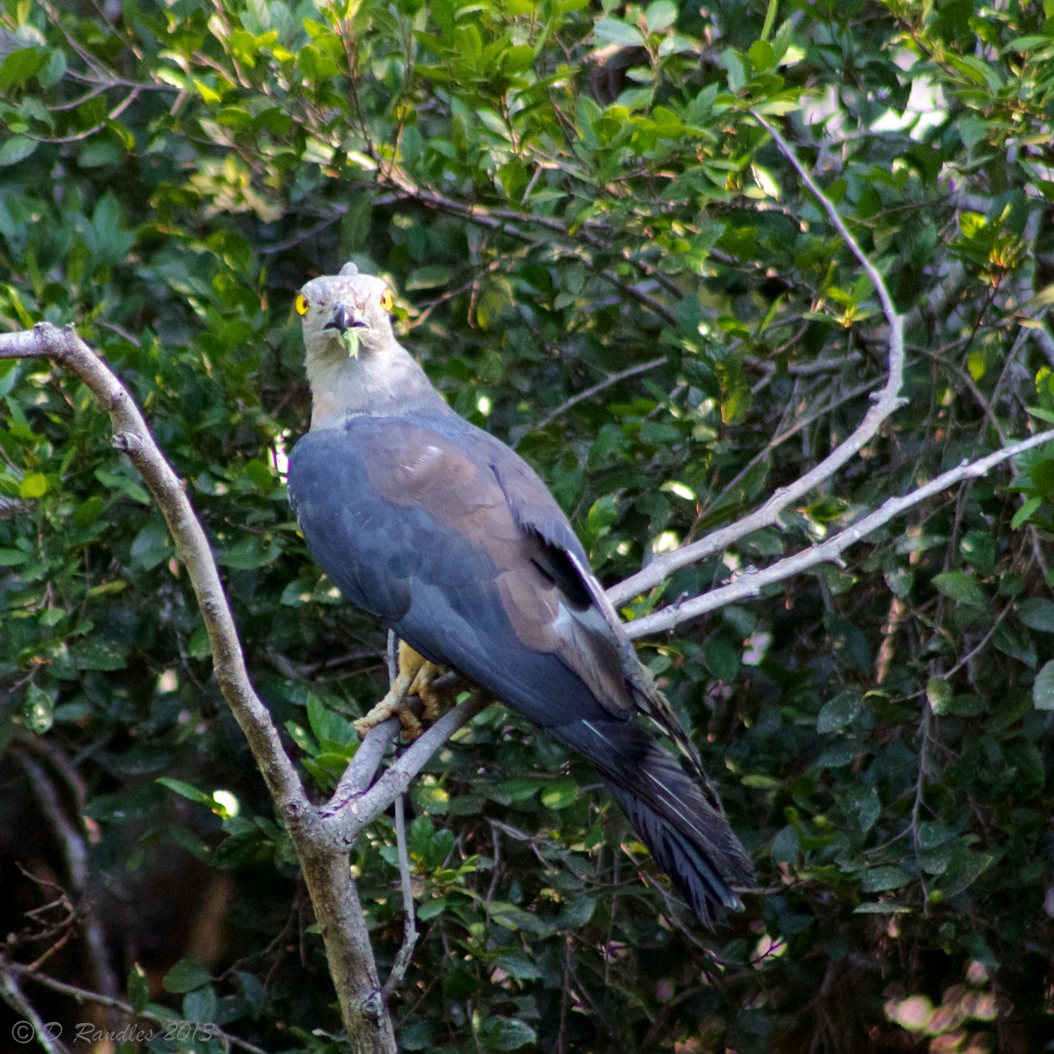 Pacific Baza