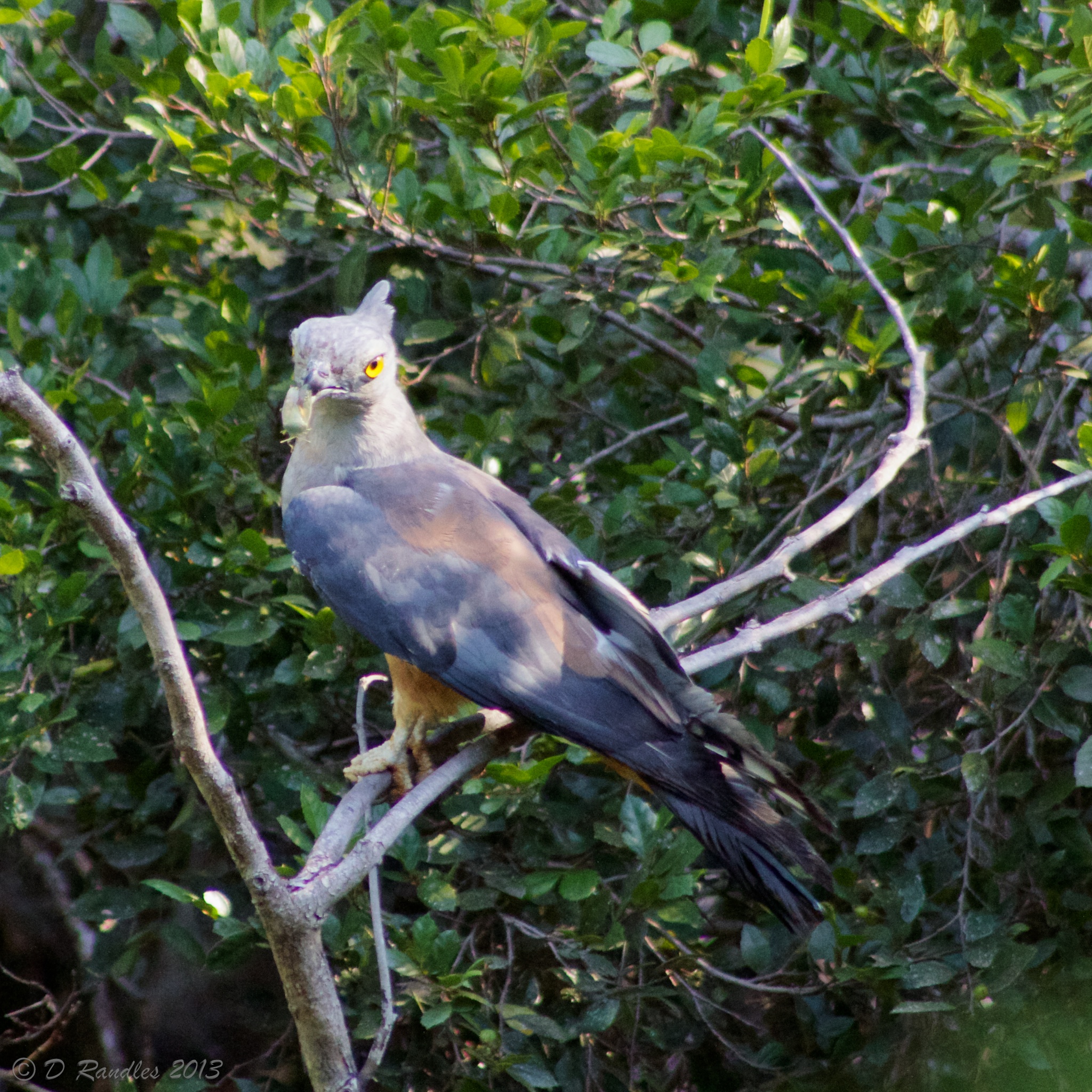 Pacific Baza