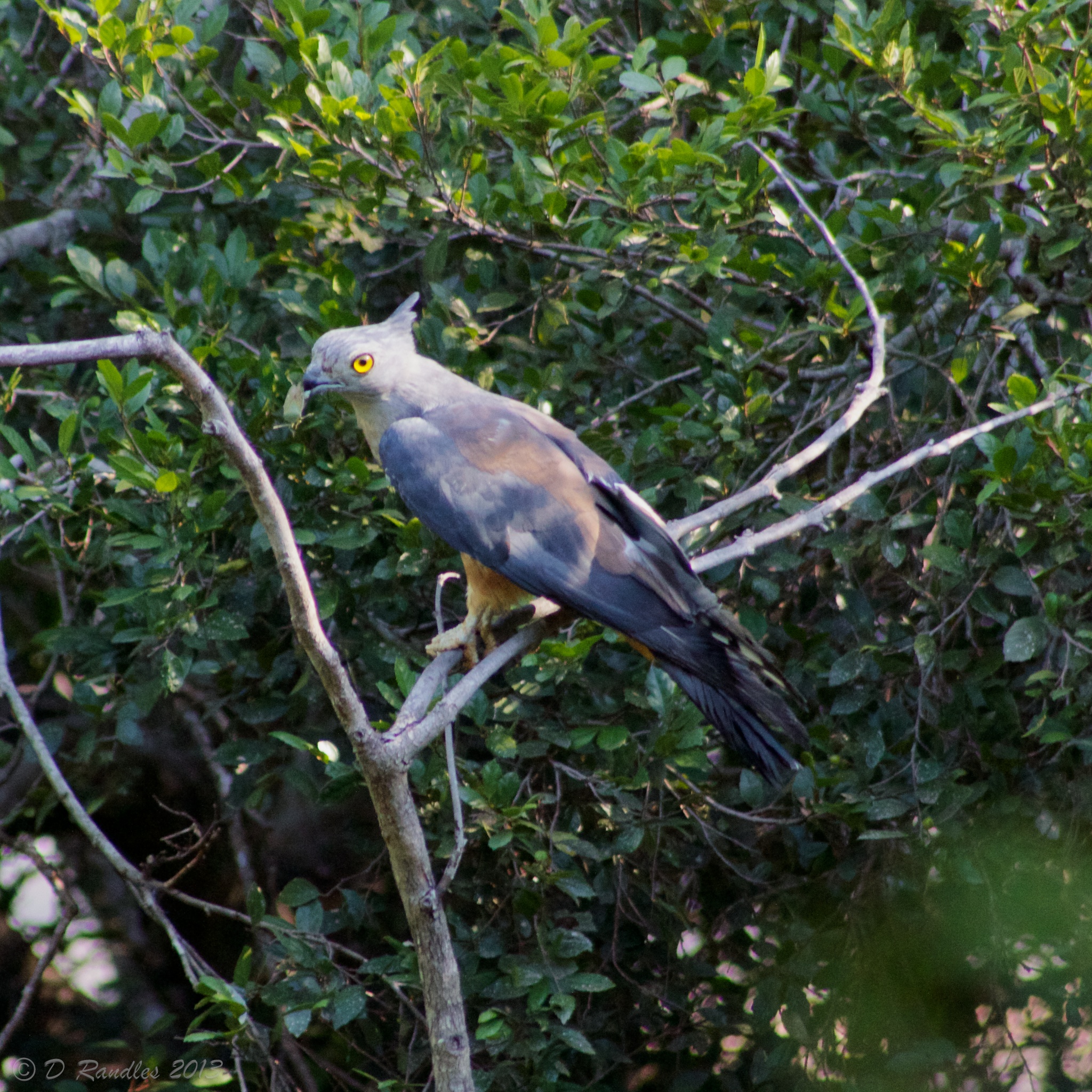 Pacific Baza