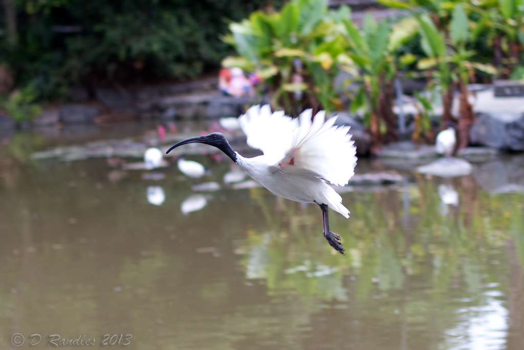 Flying Ibis