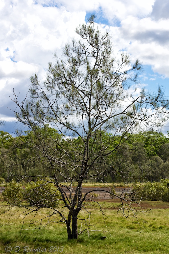 Wetlands