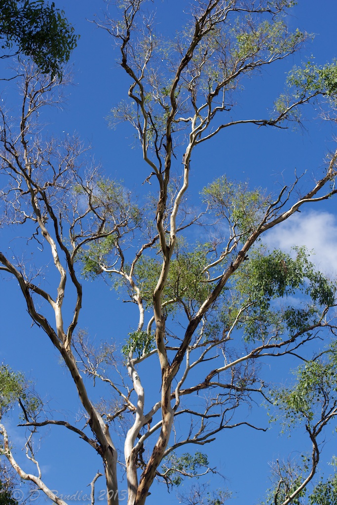 Eucalypt