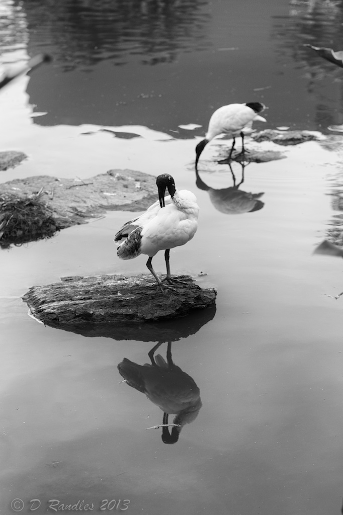 Reflected Ibis