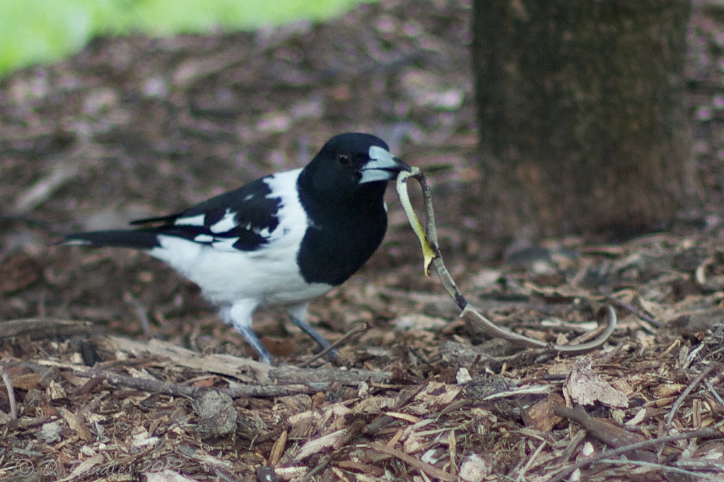 Magpie-Lark with Snake