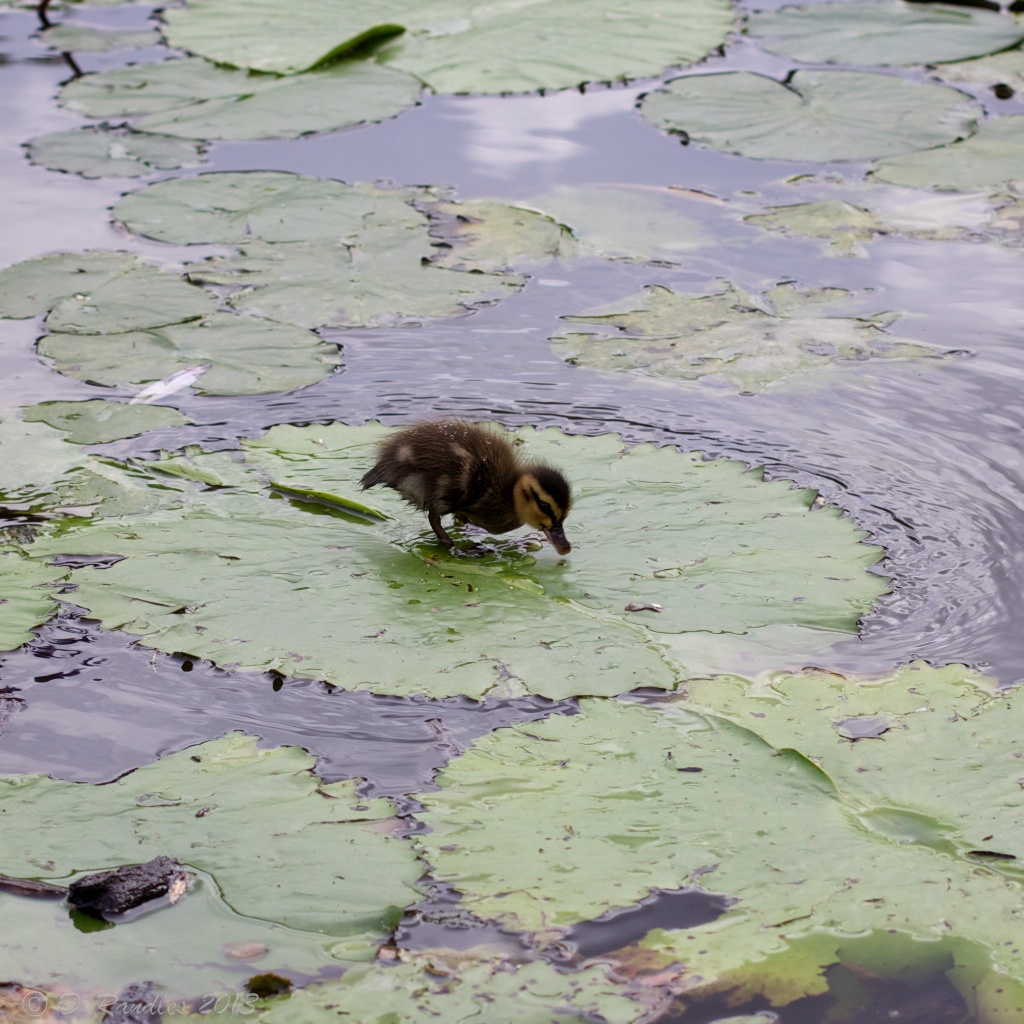 Duckling