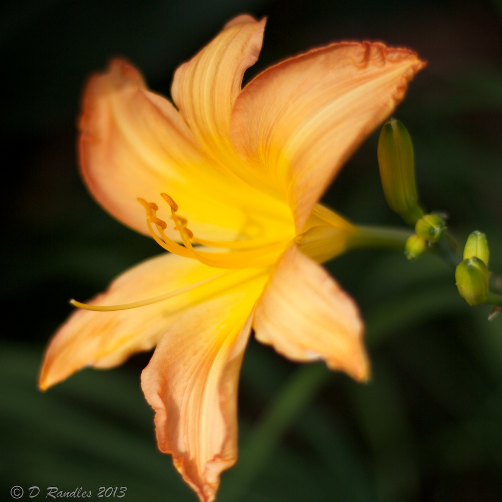 Yellow Flower