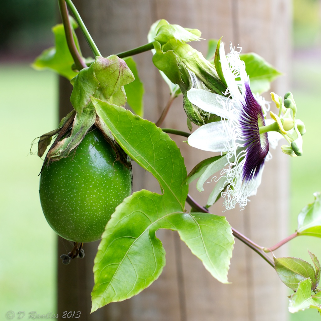 Passionfruit Vine