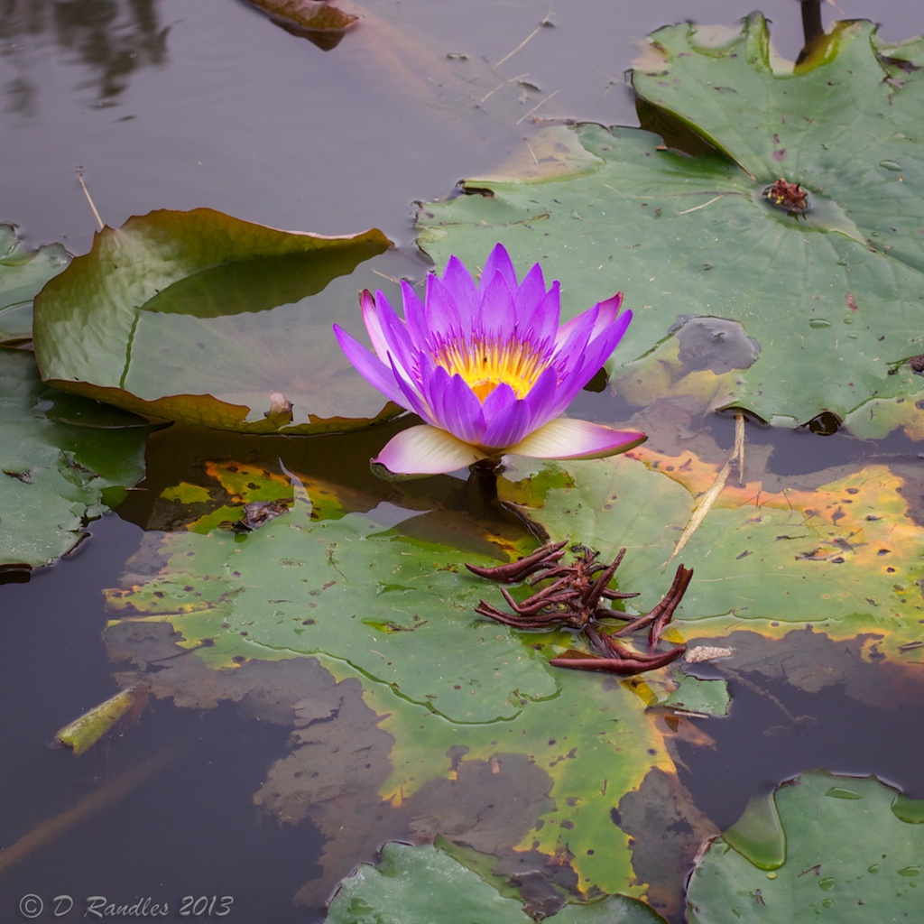 Water Lily