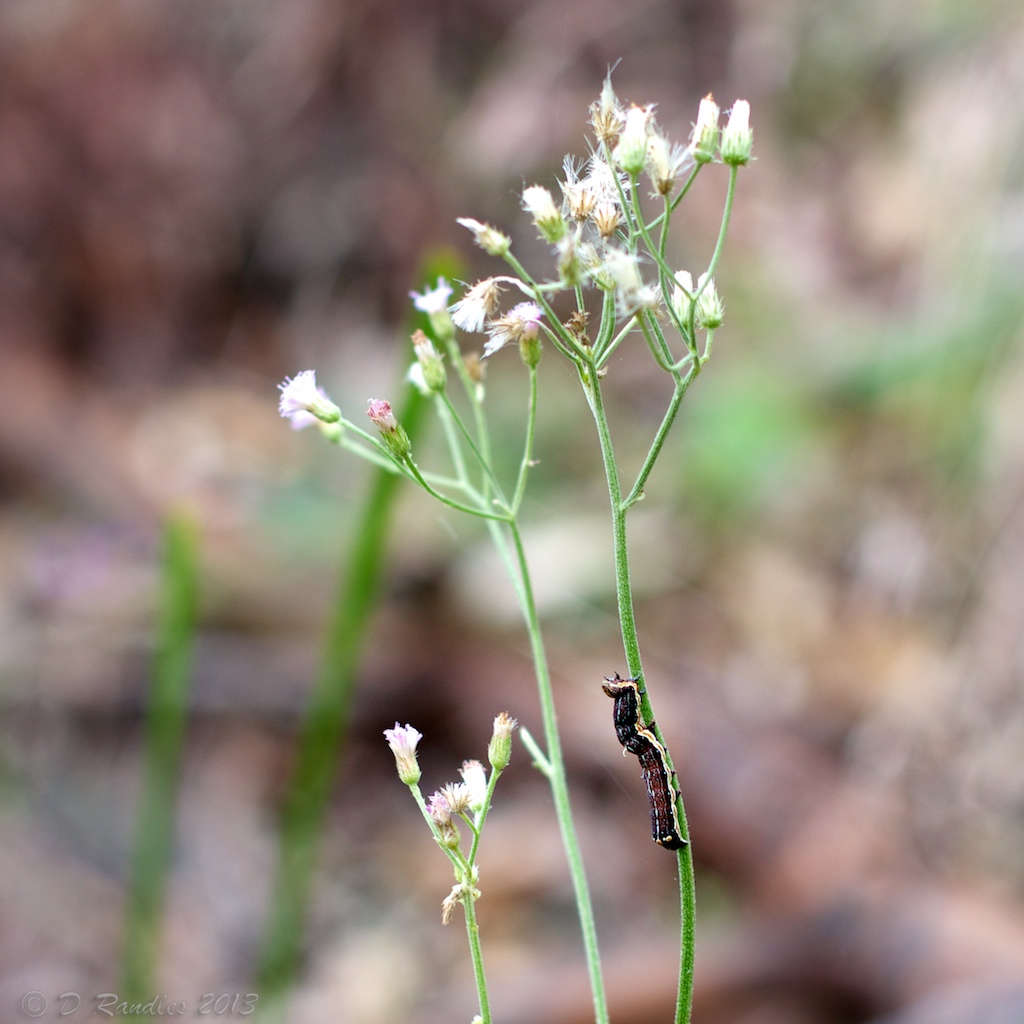 Caterpillar