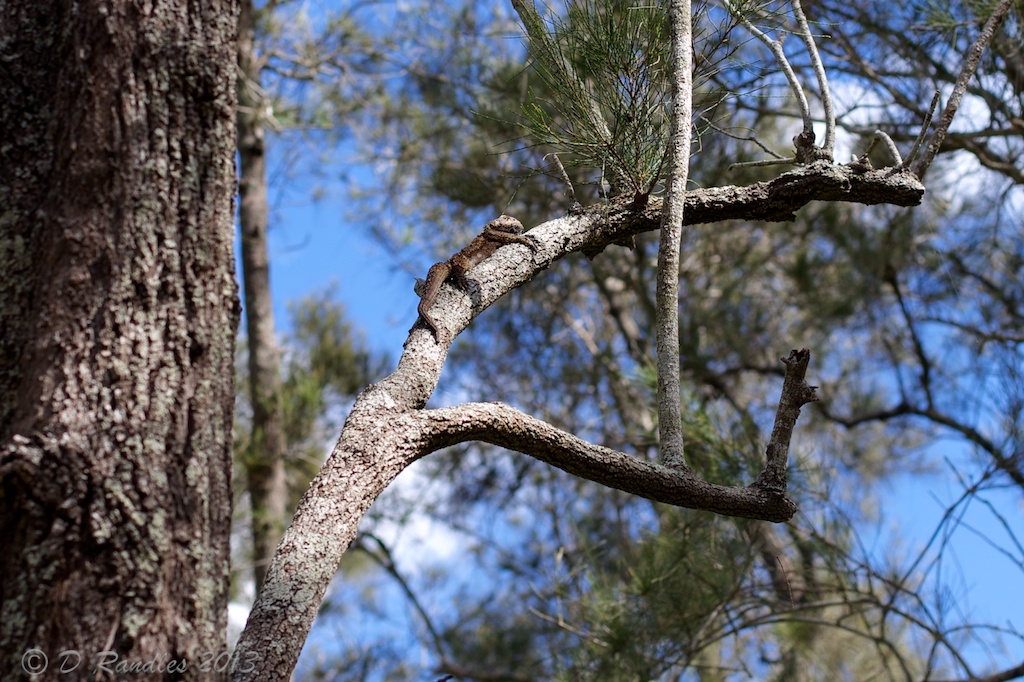 Goanna