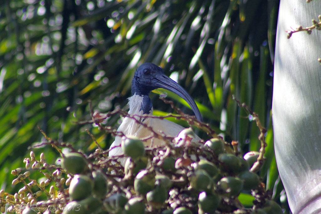 Ibis