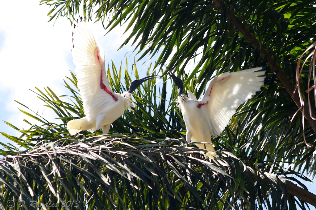 Ibises fighting