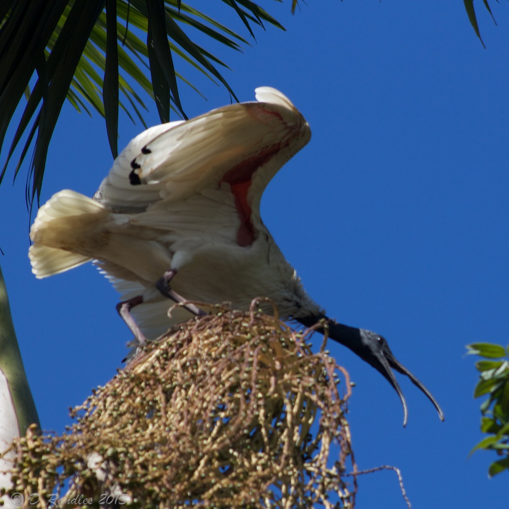 Ibis