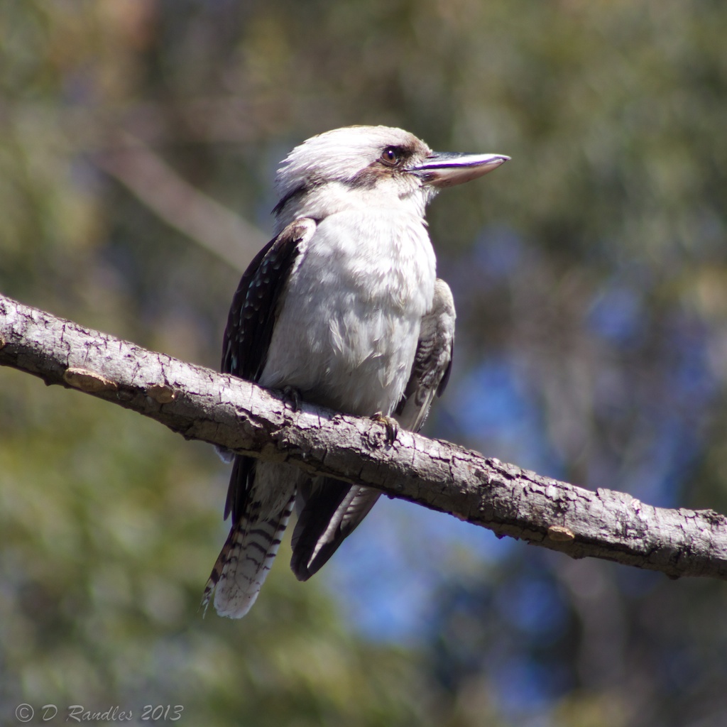 Kookaburra