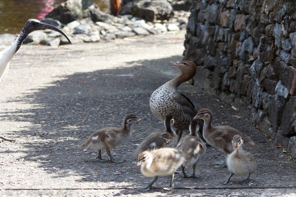 Duck defending ducklings