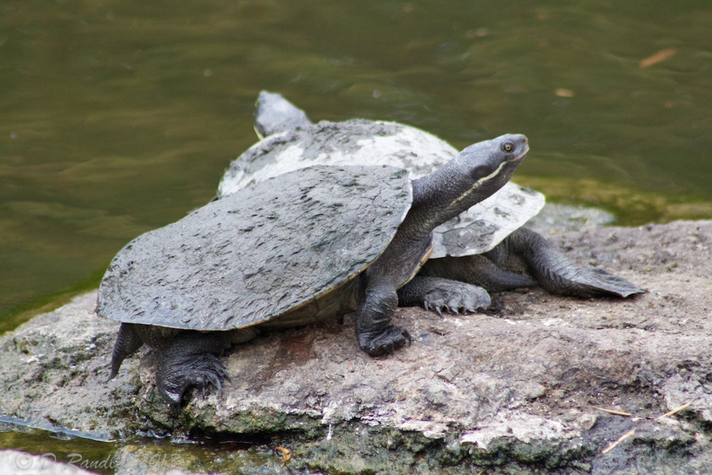 Short-necked turtles