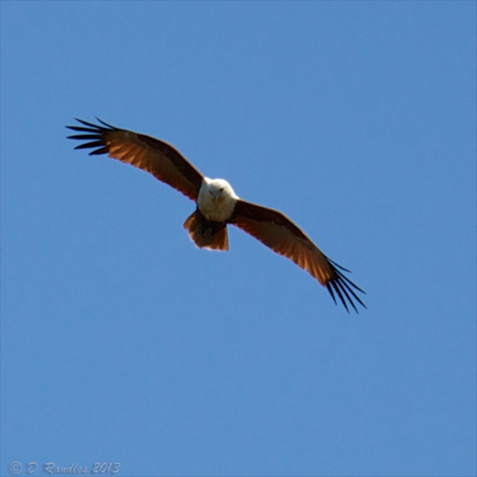 brahminy kite brahminy kite