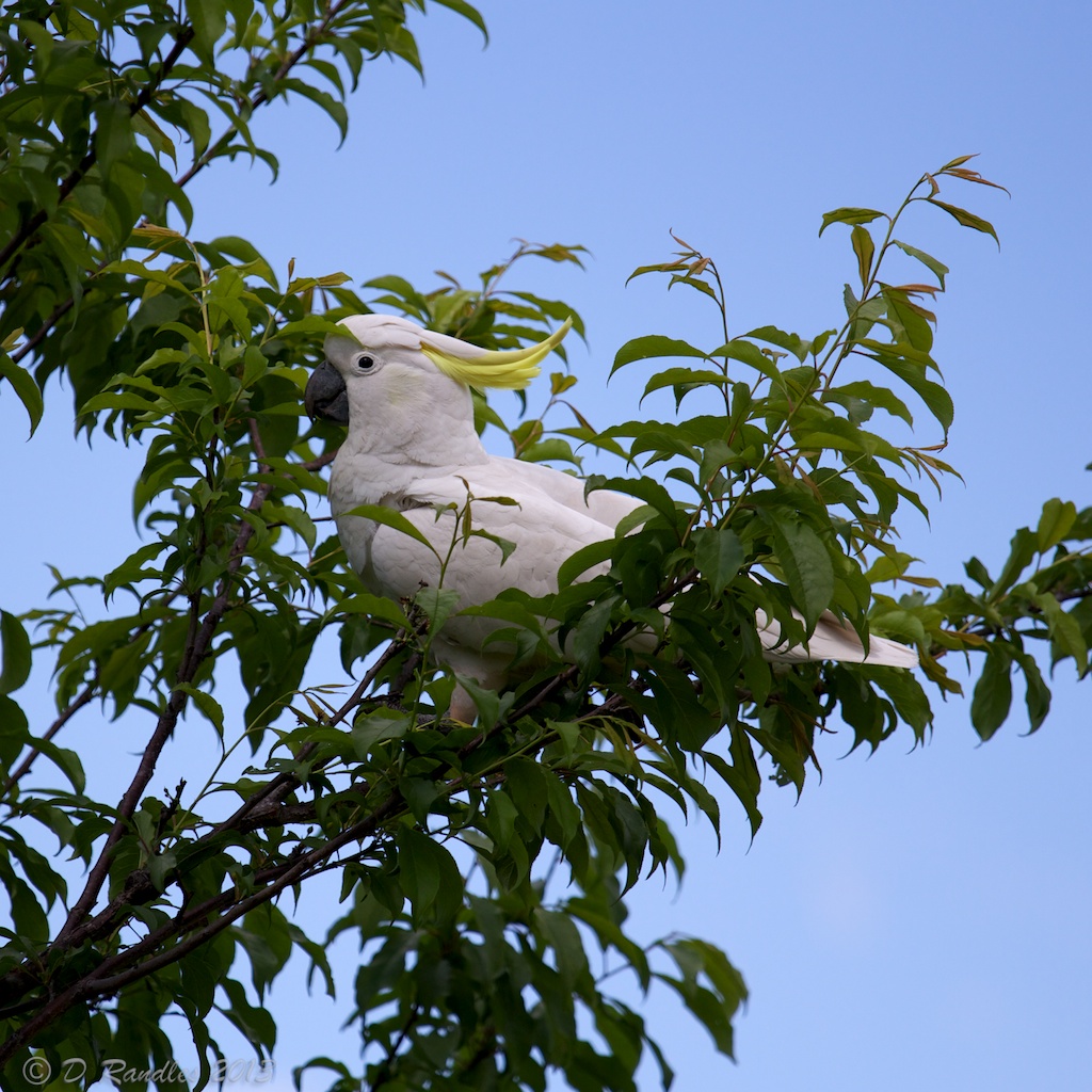 Sulphur-Crested Cockatoo