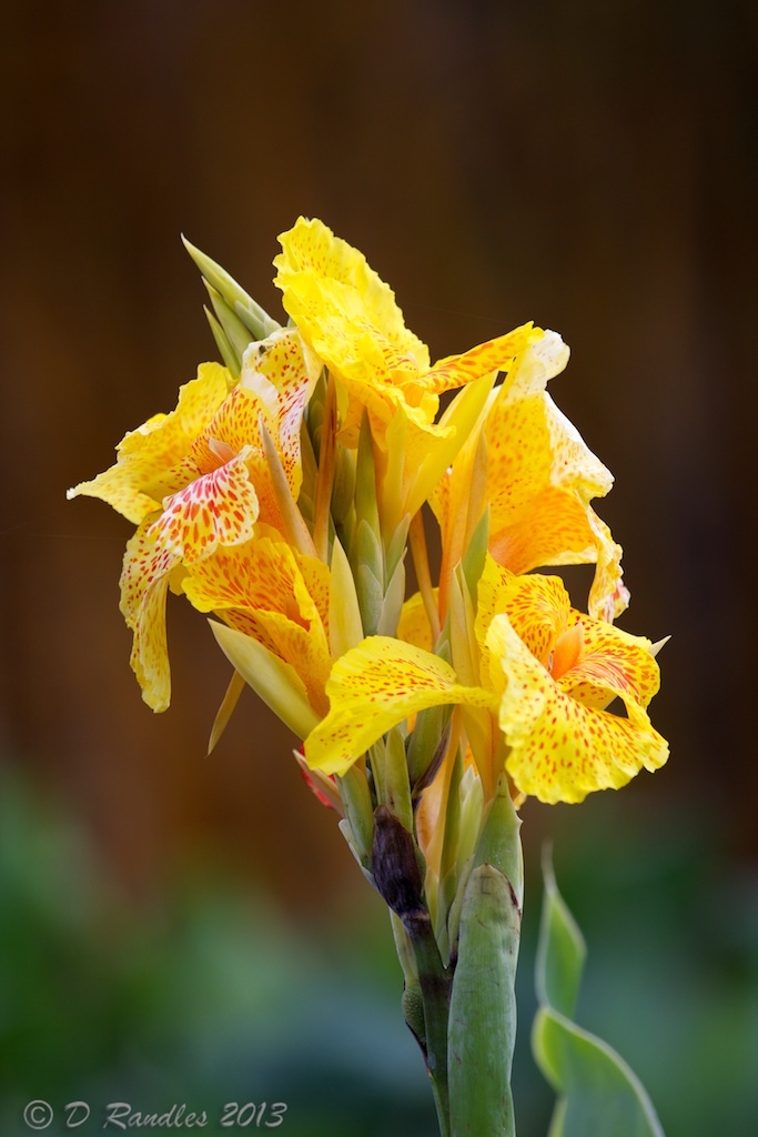 Yellow Flowers