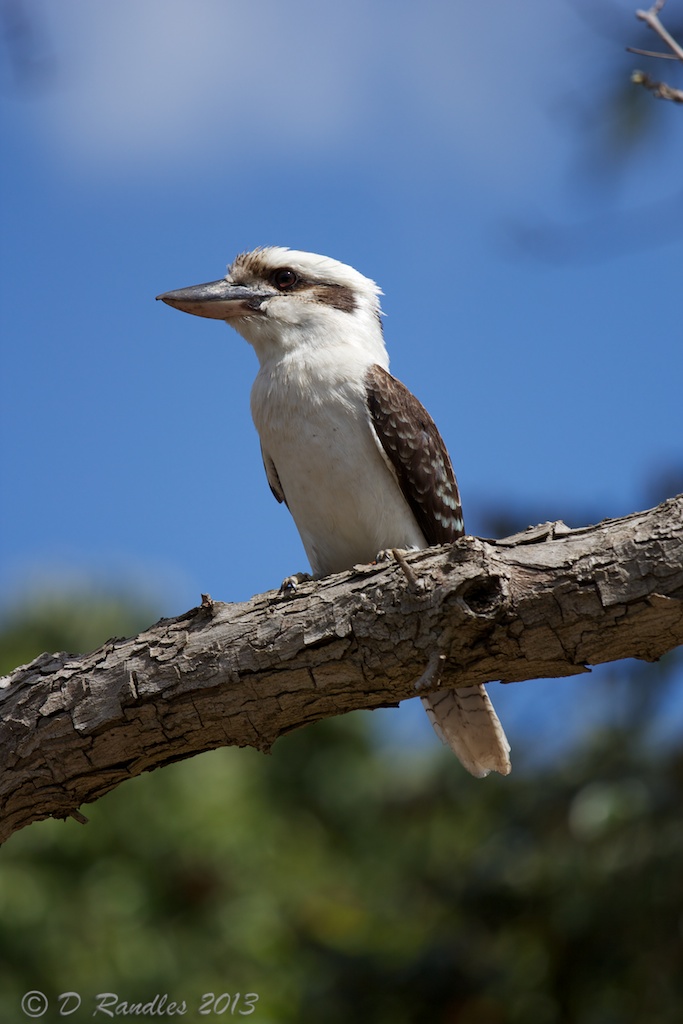 Young Kookaburra