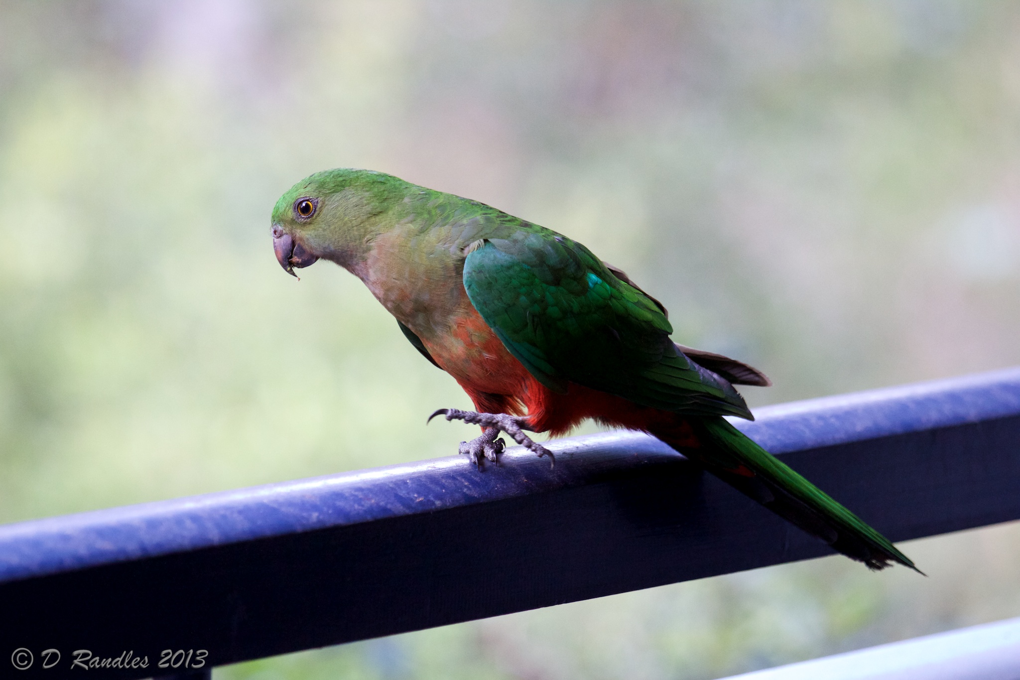 Female Australian King Parrot