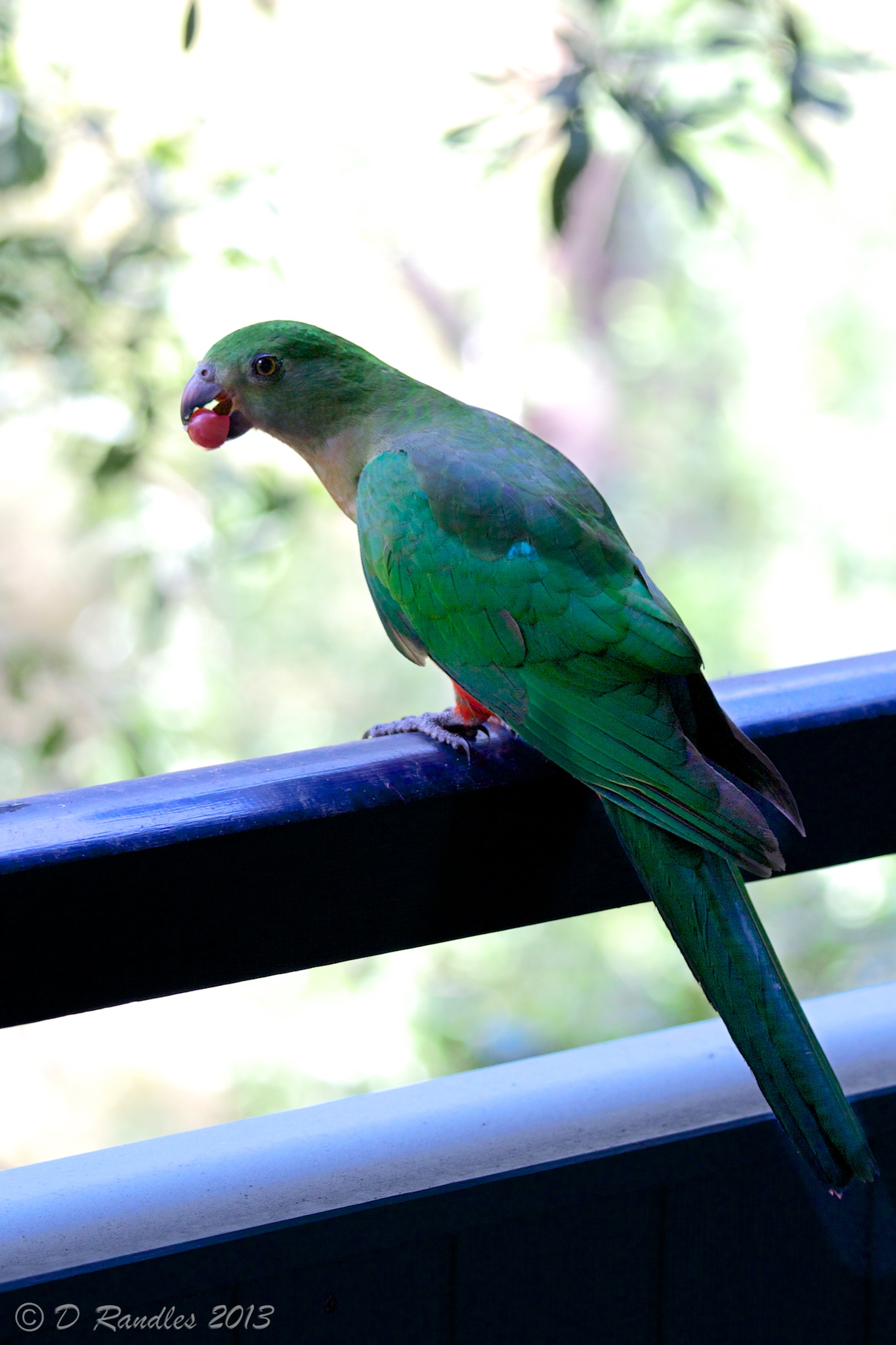 Female Australian King Parrot