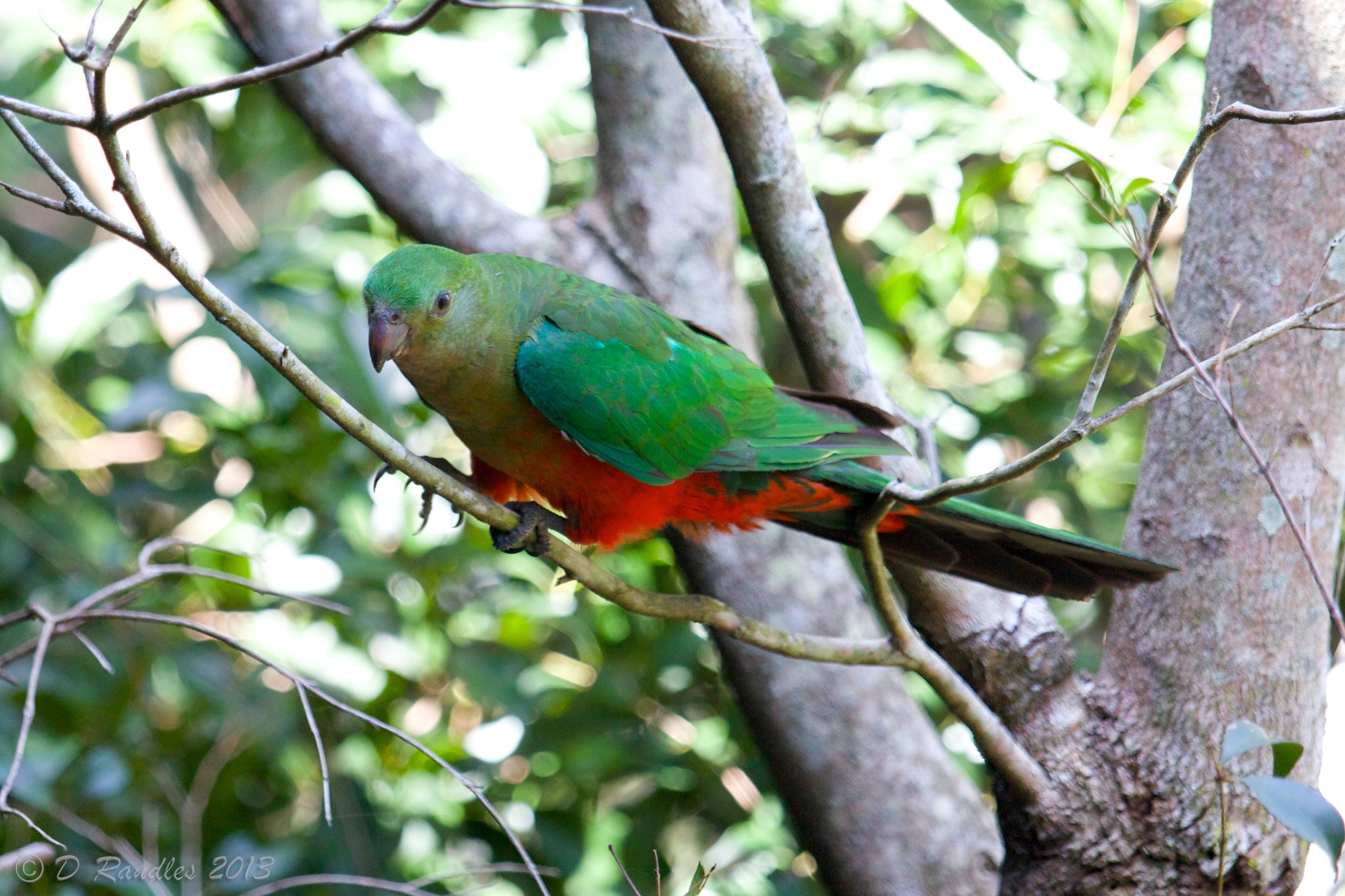 Female Australian King Parrot