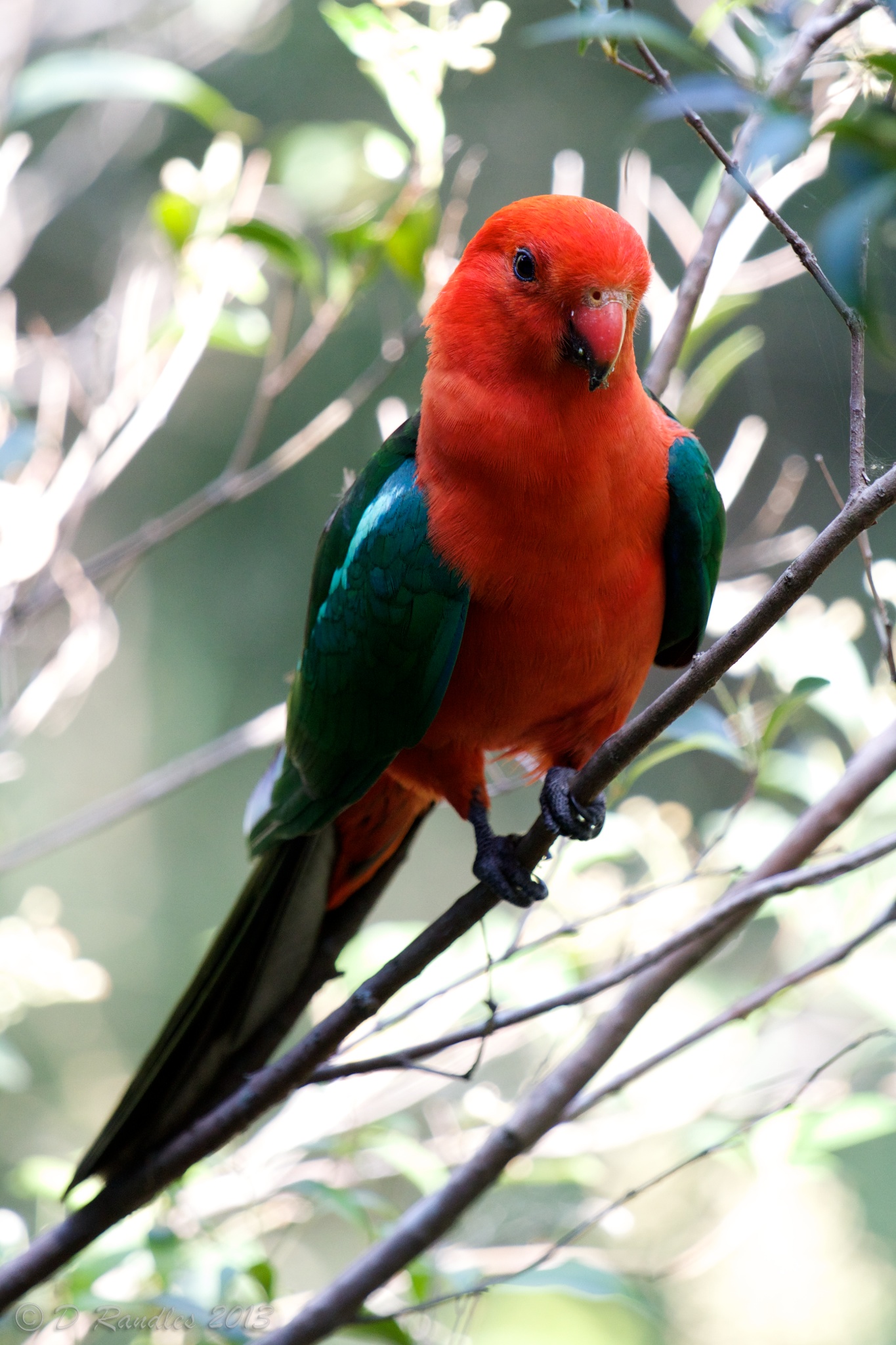 Male Australian King Parrot